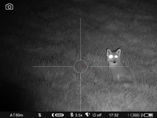 Fox through night vision