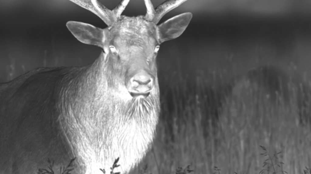 Pulsar Accolade Deer Thermal 