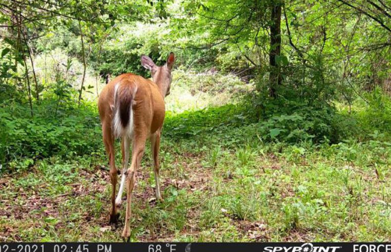 Spypoint Force Pro Wildlife Camera