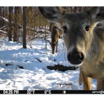Spypoint Flex M Cellular Wildlife Camera