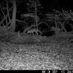 HikMicro M15 Wildlife Camera 4G Enabled
