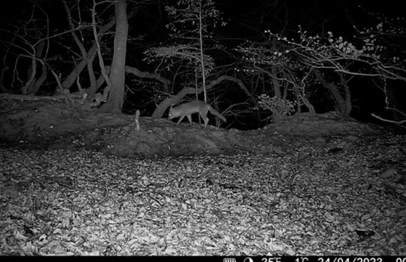 HikMicro M15 Wildlife Camera 4G Enabled